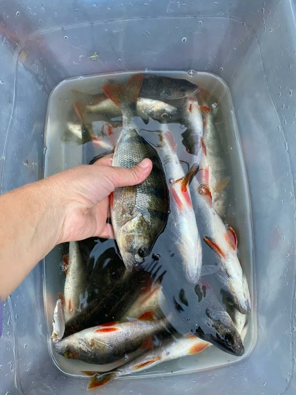 Отличная рыбалка для вас!